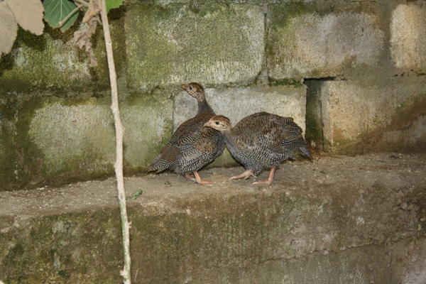 Coppia-di-Faggiani